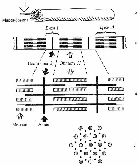 Миофибриллы состоят из. Структура строения миофибрилл. Структурные элементы миофибриллы. Схема строения миофибриллы. Схематическое строение миофибриллы.