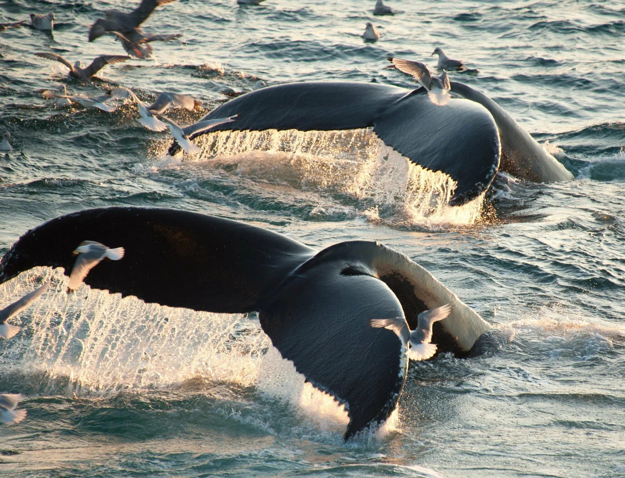 Среда обитания касатки. Гренландский кит. Антарктида Гренландский кит. Кит-Касатка. Хвост гренландского кита.