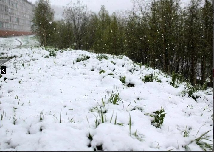 Россия выпал снег. Снег в июне. Снегопад в июне. Снег летом. Мурманск снег в июне.