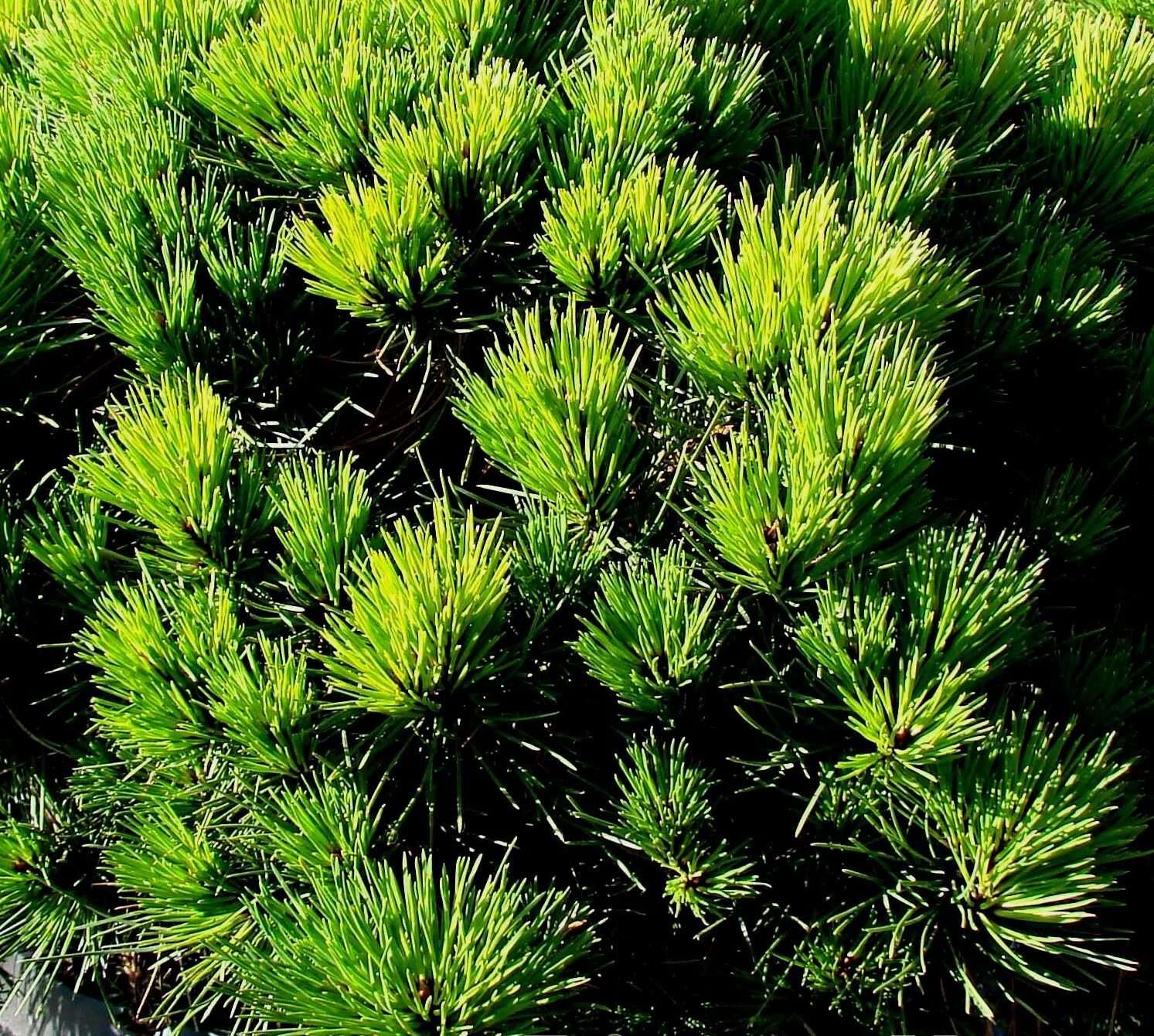 Сосна Пинус Нигра. Pinus nigra 'Hornibrookiana'. Сосна черная Hornibrookiana. Сосна черная (Pinus nigra).