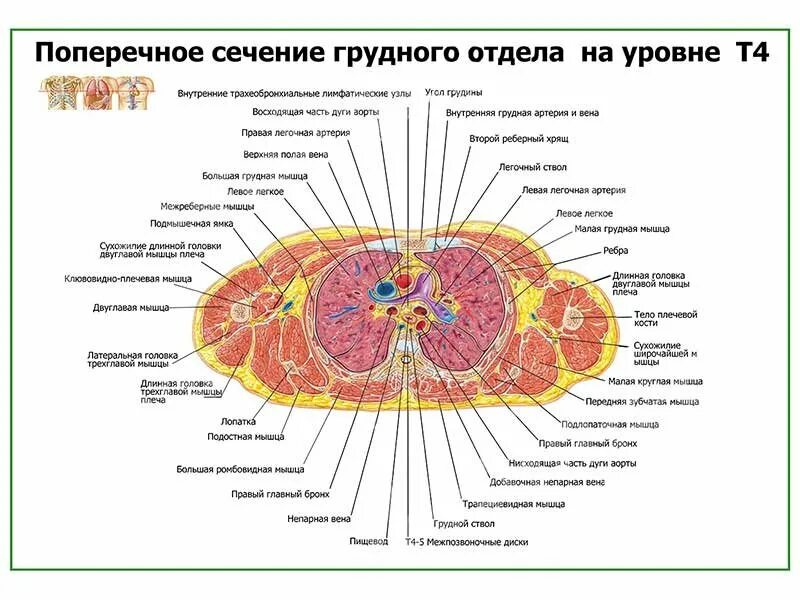 Схема поперечного сечения. Сечение тоннеля метрополитена. Строение жгутика поперечный срез. Мидель-шпангоут судна чертеж. Бетонная крепь горных выработок.