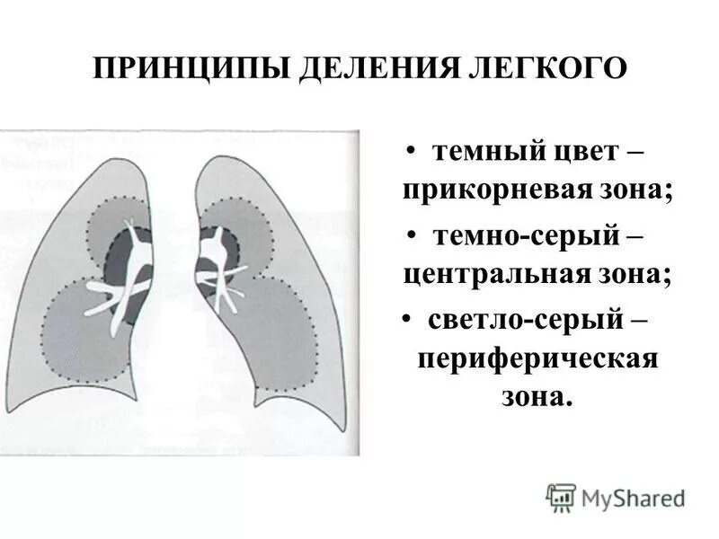 Прикорневой отдел легких