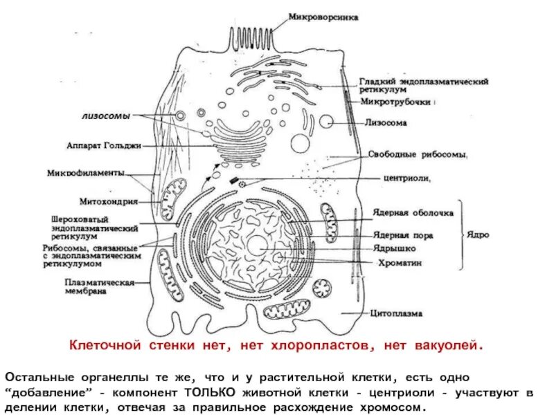 Компоненты органоида растительной клетки. Органоиды клетки участвующие в процессе деления клетки. Ультраструктура животной клетки. Органеллы деления клетки. Вставь текст органоиды растительной клетки