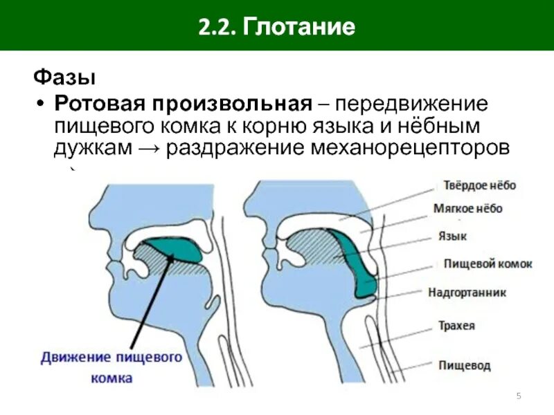 Процесс глотания. Произвольная фаза глотания. Глотание физиология. Глотание фазы глотания. Глотание пищевого комка.