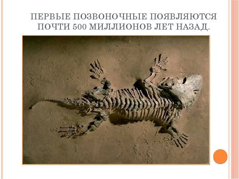 Когда появились первые позвоночные животные. Первые позвоночные. Первые позвоночные животные. Животные 500 миллионов лет назад. Животные с позвоночником.