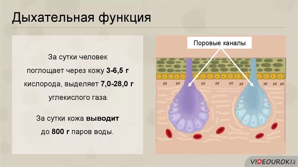 Дыхание кожными покровами. Дыхательная функция кожи. Дыхательная функция кожи человека. Кожное дыхание у человека. Функции кожи дыхательная функция.