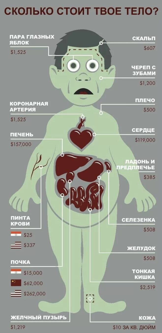 Сколько стоит человек по органам. Сколько стоит почка. Органы человека на черном рынке
