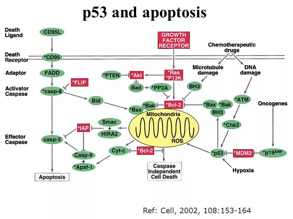 Белок р53 апоптоз. P53 Pathway. P53 Protein. Apoptosis Pathway. Related p