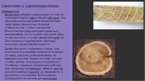 История дерева кратко