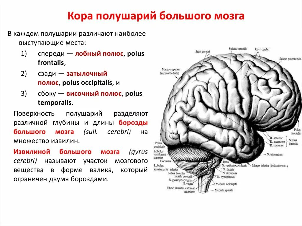 Конечный мозг схема. Доли конечного мозга. Функции долей конечного мозга.