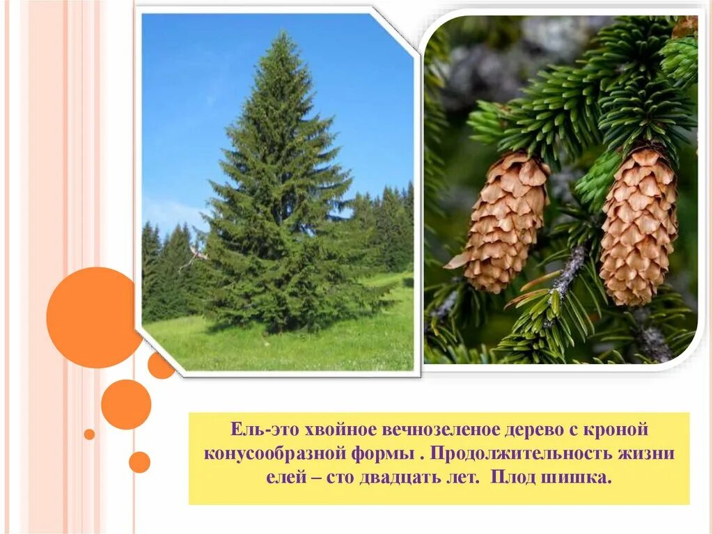 Есть ли цветки и плоды у ели. Есть ли цветки и плоды у ели. Есть ли цветки и плоды у ели. Есть ли цветки и плоды у ели. Хвоинки сосны обыкновенной.