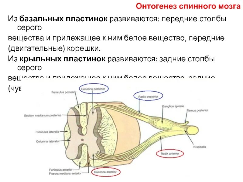 Передний столб спинного мозга. Передние и задние столбы спинного мозга. Столбы серого вещества спинного мозга. Серые столбы спинного мозга.