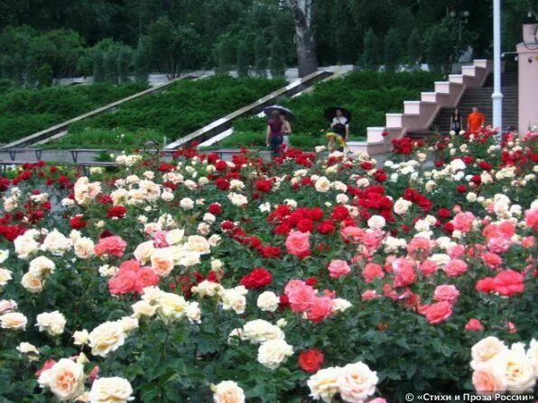 Парк аллея роз ростов