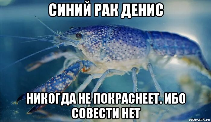 Жил был рак. Смешной рачок. Lobster голубой Мем.