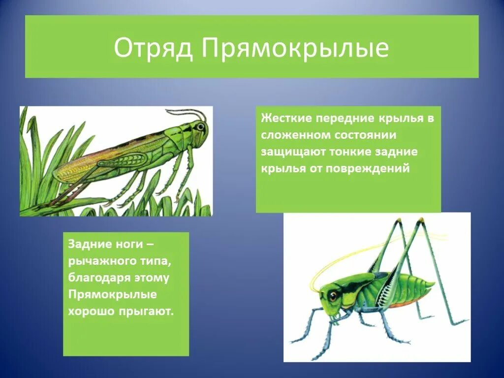 Характеристики отряда насекомых прямокрылые. Отряды насекомых Прямокрылые. Прямокрылые представители. Прямокрылые насекомые представители. Тип конечностей у прямокрылых.