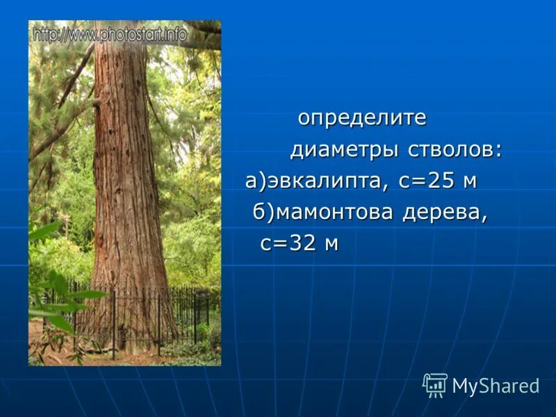 мерная вилка для определения диаметра ствола. диаметр ствола дерева. определение диаметра ствола. графическое определение размеров шахтного ствола. определение диаметра ствола.