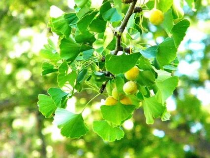 Ginko египетский