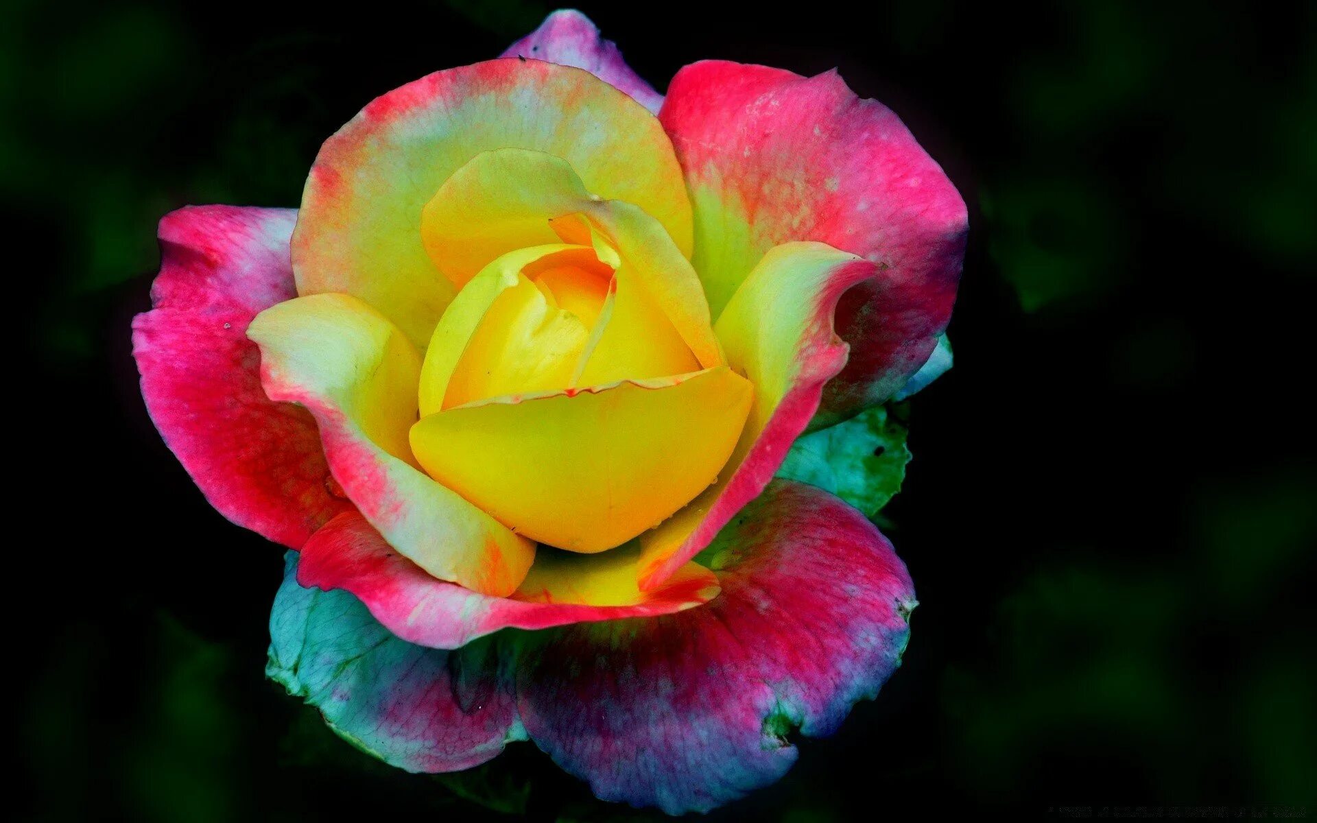 Цветные розочки. Разноцветные цветы. Разноцветные розы. Яркие розы.