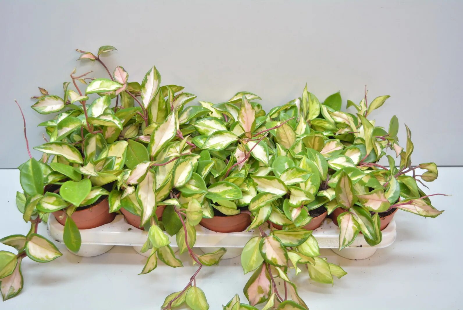 Хойя карноза триколор. Хойя триколор фото. Хойя карноза триколор экзотика. Хойя триколор. Hoya carnosa 'tricolor'/хойя карноза.