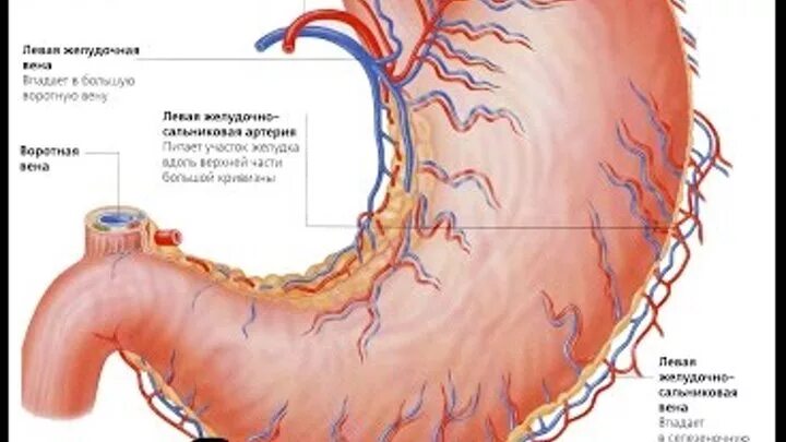 Желудочные вены анатомия. Кровоснабжение желудка схема. Кровоснабжение желудка анатомия. Кровоснабжение желудка вены и артерии. Правая желудочная вена