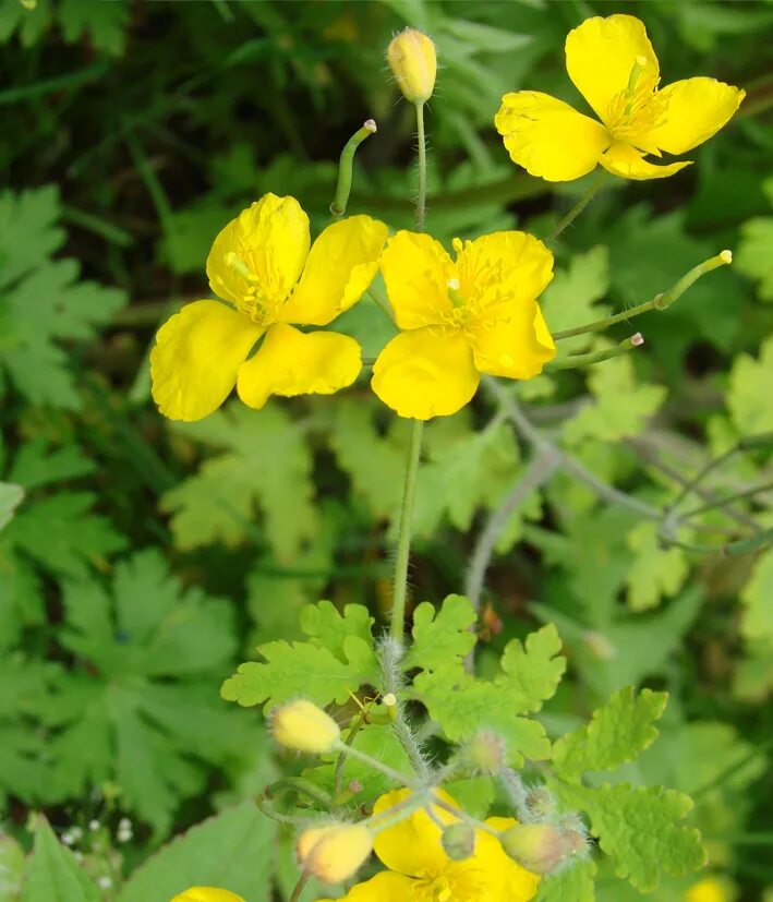 Семена чистотела. Chelidonium asiaticum. Чистотел азиатский. Чистотел семечки.