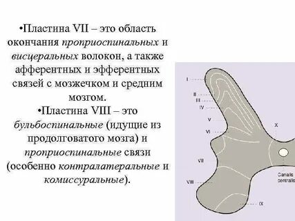 Пластина мозга