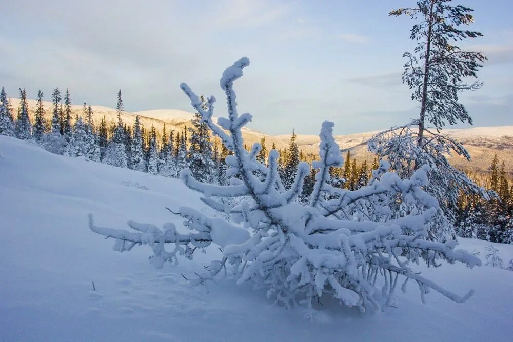 Арктика Таймыр лес. Тундра. Тундра зимой. Тундра снег. В тундре много снега
