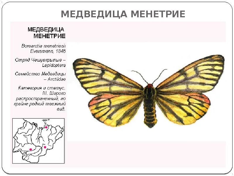 Какой тип характерен для медведицы. Медведица Менетрие бабочка. Медведица Менетрие Borearctia menetriesii. Медведица Менетрие красная книга. Бабочка Медведица Тип развития.