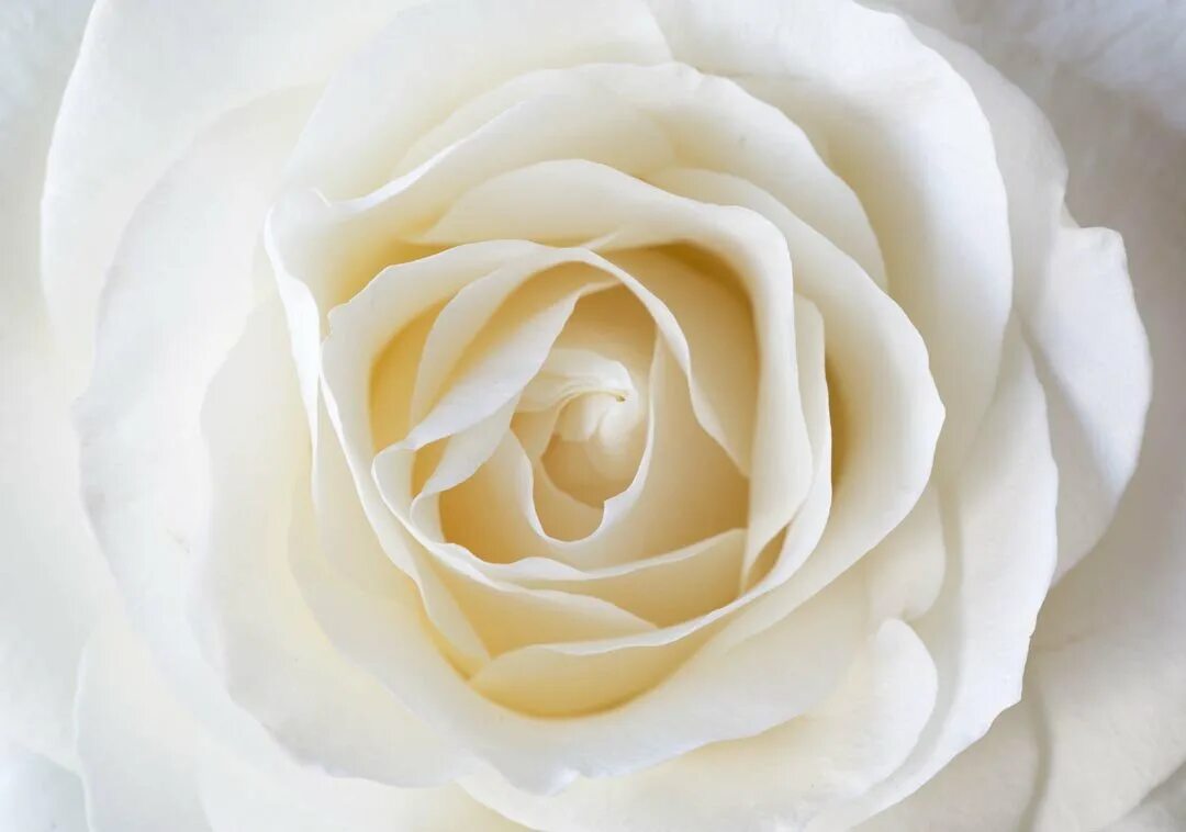 Белые розы смысл. Бутон белой розы. Фотообои белые розы.