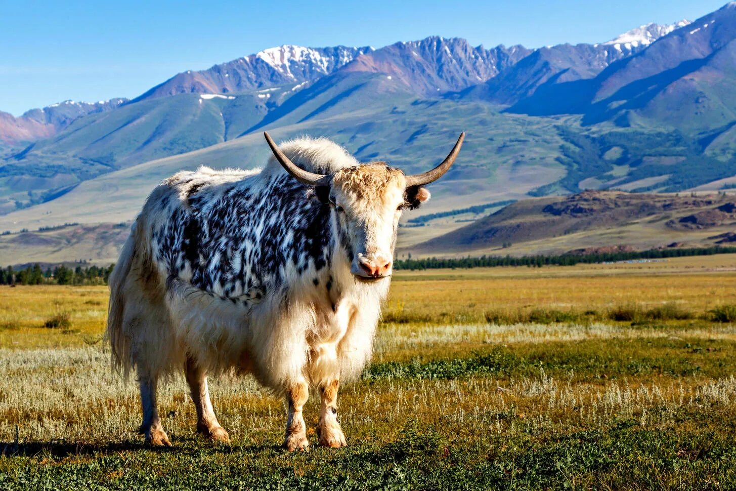 Білий як. Гималайский бык. Тибет яки. Як Сарлык. Монгольский як Сарлык.