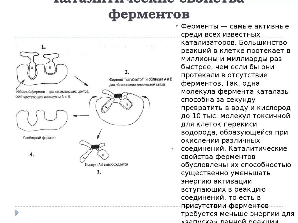 Свойства катализаторов ферментов. Каталитические ферменты. Ферменты трансляции. Свойства ферментов. Роль ферментов в трансляции.