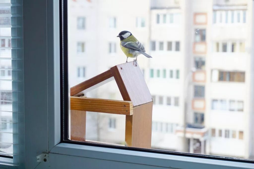 птицы за окном какие. воробьи у окна. птицы за окном. птицы на окна. птицы за окном.