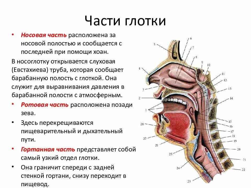 Глотка пронизана. Слизистая оболочка носовой части глотки (pars Nasalis pharyngis):. Глотка строение анатомия. Носовая полость и глотка анатомия. Топография ротовой части глотки.