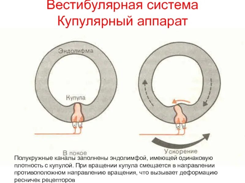 Рецепторы вестибулярного аппарата находятся. Вестибулярная сенсорная система физиология. Рецепторы сенсорных систем вестибулярного аппарата. Вестибулярная система строение. Анатомия вестибулярной системы.