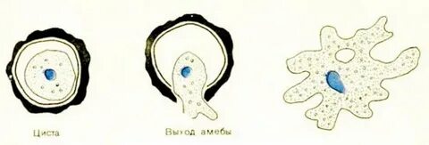 Покоящаяся стадия развития амебы