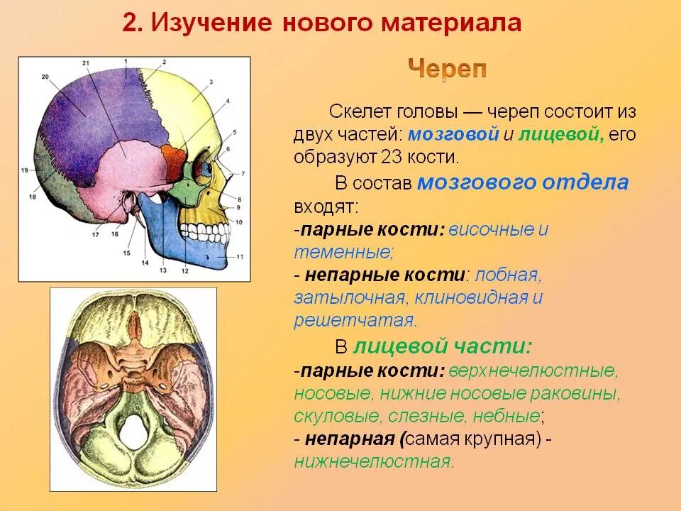Части черепа. Скелет головы мозговой отдел парные кости. Скелет головы непарные кости. Скелет головы мозговой отдел черепа. Скелет головы парные и непарные кости.