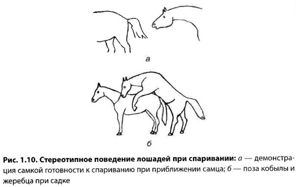 Размножение лошадей. Спаривание лошадей схема. Анатомия спаривания лошадей. Сколько длится спаривание