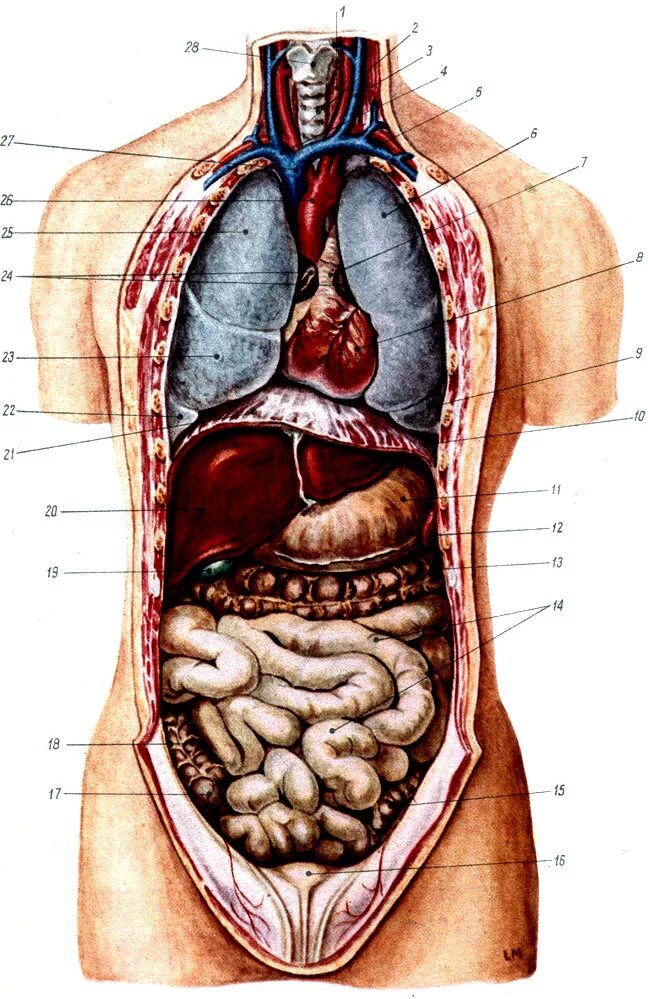 Органы человека находящиеся с левой стороны. Строение внутренних органов сбоку. Анатомия органов брюшной полости. Анатомия человека органы брюшной полости. Анатомия внутренних органов брюшной полости мужчины.