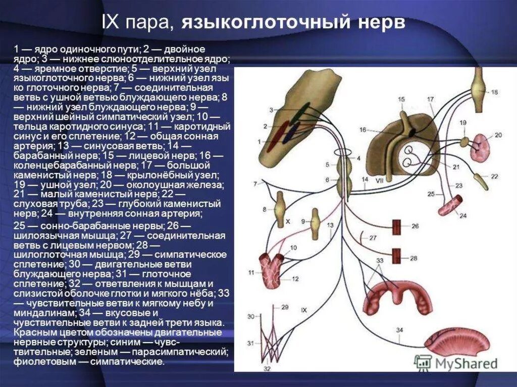 Нервные узлы черепных нервов. Схема 9 пары черепных нервов. IX пара черепных нервов. IX пара черепно-мозговых нервов. IX пара черепных нервов ветви.