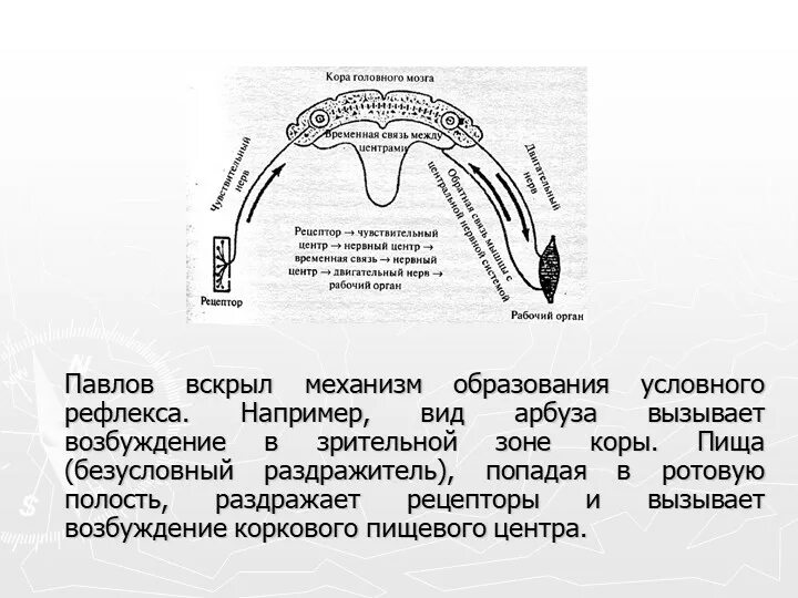 Временная связь рефлекс рефлекс. Механизм формирования условного рефлекса физиология. Механизм образования рефлексов. Схема образования условного рефлекса. Схема образования условного рефлекса по Павлову.