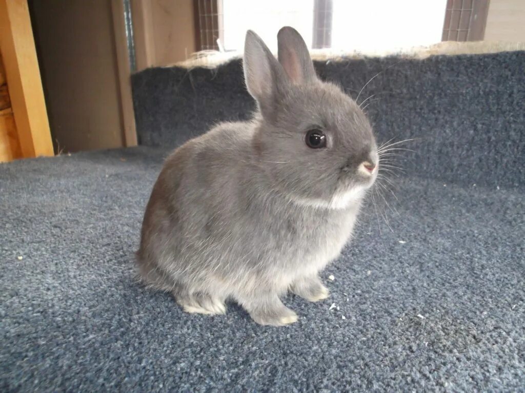 Купить кролика серого. Прямоухий карликовый кролик. Гладкошерстный карликовый кролик. Карликовый кролик серый. Карликовый кролик Пигмей.