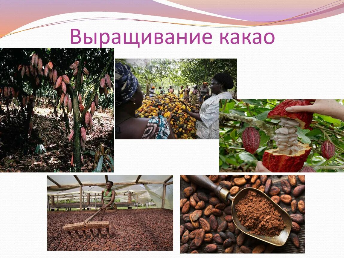 Какао выращивание. Какао бобы плантации. выращивание какао. какао бобы в африке. как растет какао.