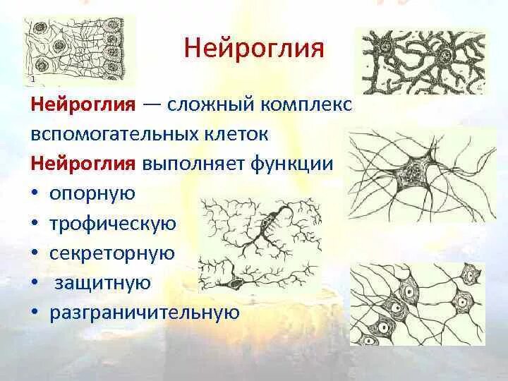 Строение нейроглии рисунок. Глиальные клетки строение. Глия клетки. Типы глиальных клеток рисунок.