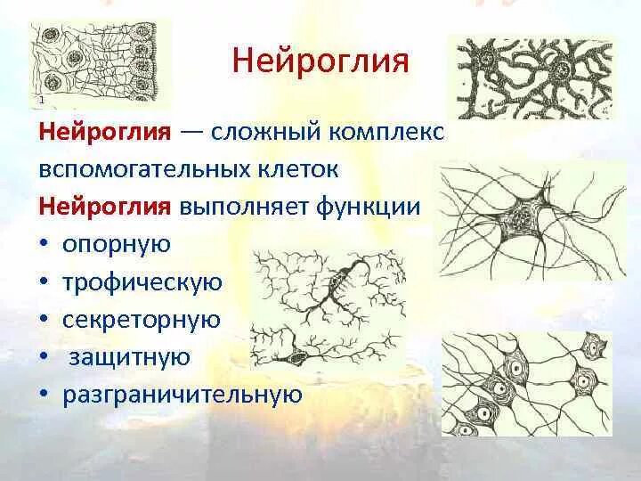 Что такое глия. Строение нейроглии рисунок. глиальные клетки строение. глия клетки. типы глиальных клеток рисунок.