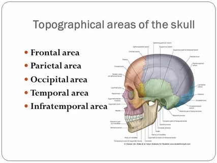 Skull перевод