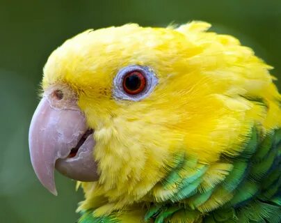 Yellow head
