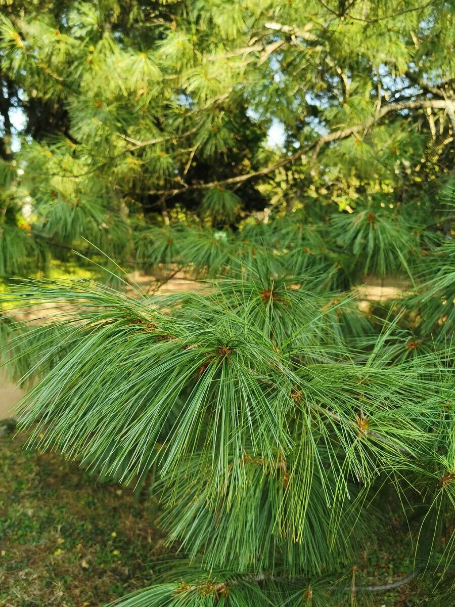 Pinus sylvestris arseniy. Ель колючая костер koster. Питомник хвойных спб. Сеянцы сосны обыкновенной. Кедр петербург.