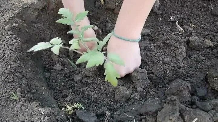 В лунку при высадке томатов. Лунки для посадки помидор. Посадка помидор в открытый грунт. Посадка рассады помидор лунки в грунт. Лунки для томатов в открытом грунте.