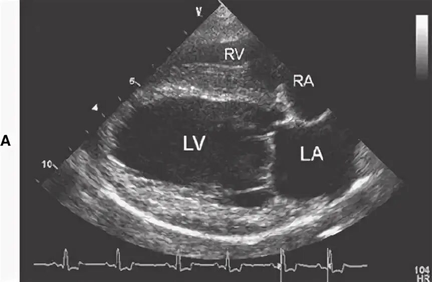 эхо кг собаке