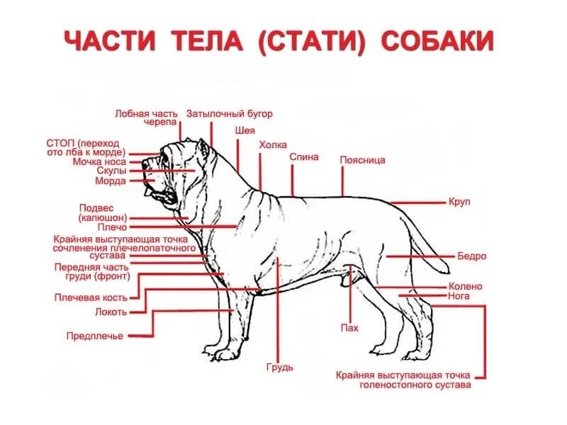 С точки зрения собаки. Холка собаки анатомия. Строение холки у собаки. Название частей тела собаки. Части тела стати собаки.